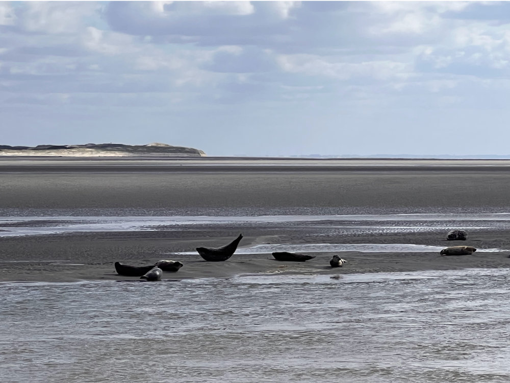 Les phoques de la baie de Somme